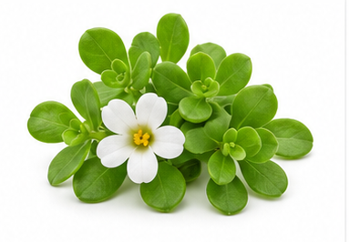 Bacopa illustration
