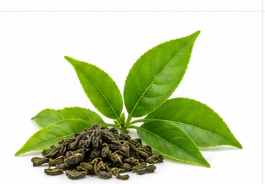 Green Tea illustration