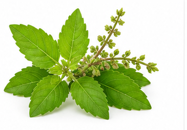 Tulsi (Holy Basil) illustration